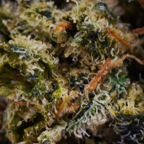 Buy Jack Herer at The High Times Cannabis Dispensary