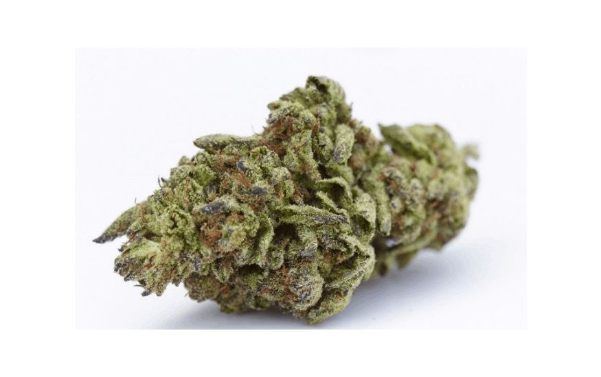 Many marijuana enthusiasts consider Gelato to be one of the best strains in Thailand and across the world. All smokers that haven’t tried this strain yet, but would like to, are in for a treat. 