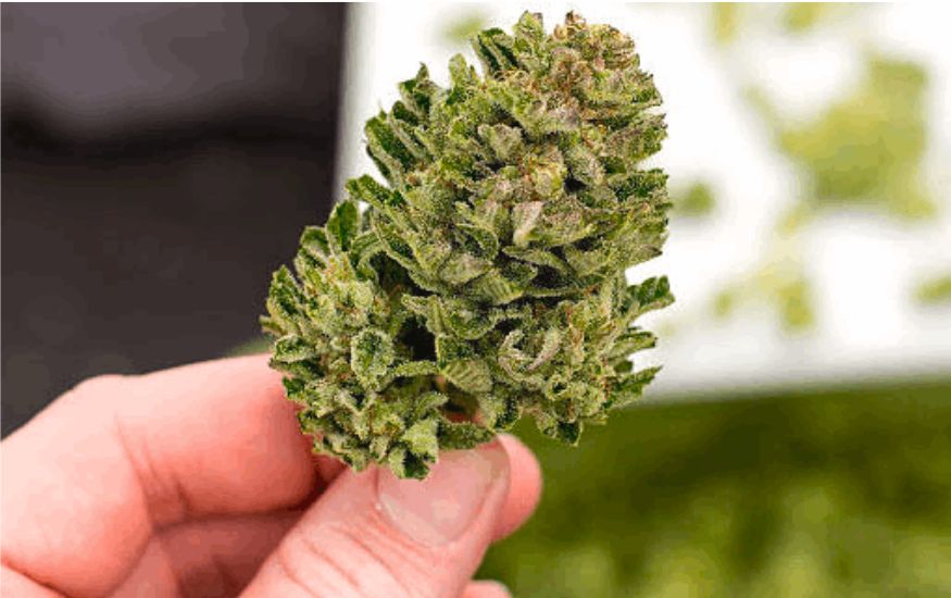 Quality ganja flowers can be delivered right to your door from the comfort of your own home. On the other hand, you can find your favorite strain in a physical store.