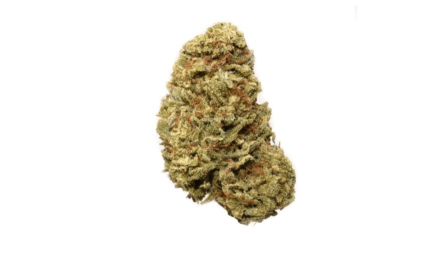 The Jack Herer (AA), also known as "The Jack", is a Sativa-dominant strain that's perfect for pot users looking to tick things off their “to-do” list and stay energized throughout the day. 