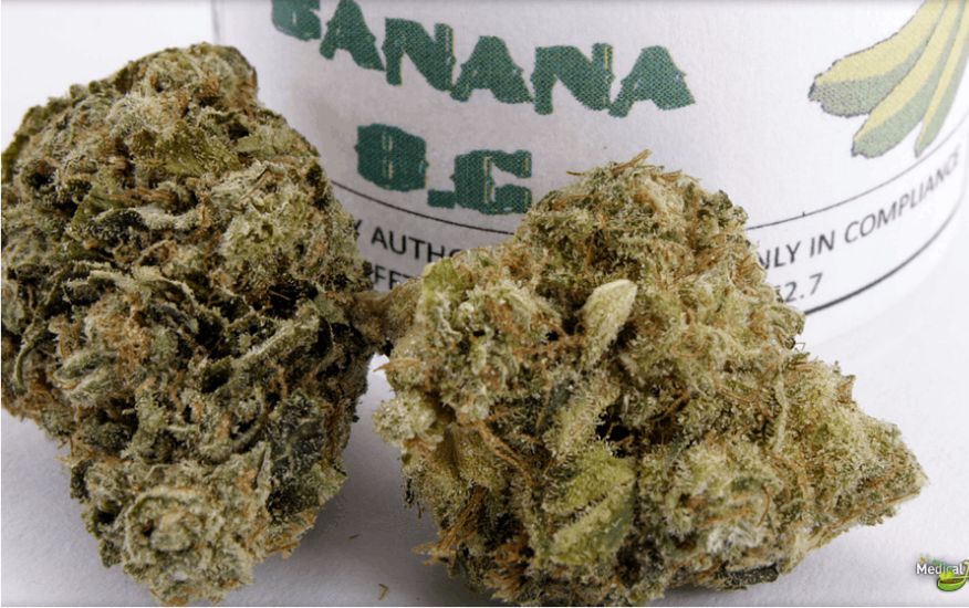 Banana OG strain is a hybrid strain derived from the fan favourite Banana Kush and OG Kush. These two parent strains result in a potent Indica dominant strain with a 70:30 indica/sativa ratio. 