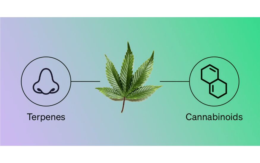 Now that we’ve answered the question, what are terpenes? How do they compare to cannabinoids?