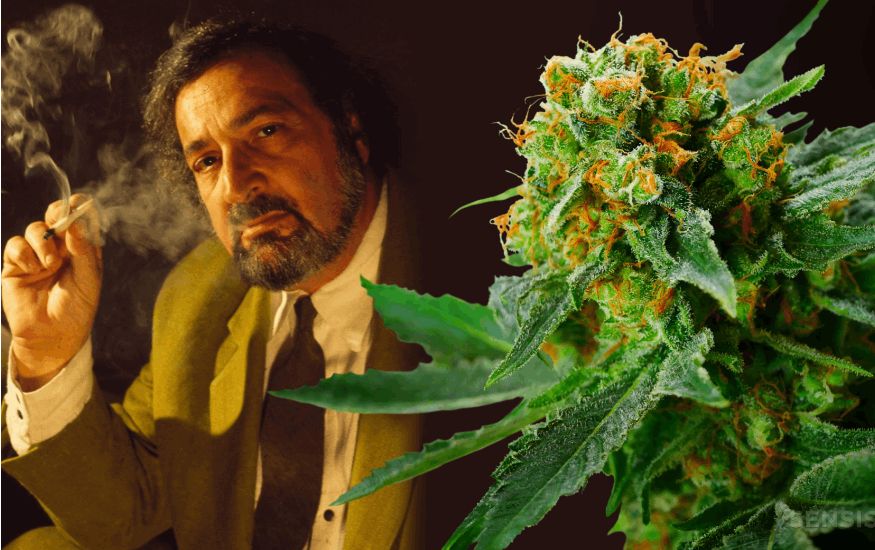 Lighting up some Jack Herer is like flicking a switch in your brain. Suddenly, you're more creative. It's like your mind is a paintbrush, and every thought is a vibrant colour you've never seen before.