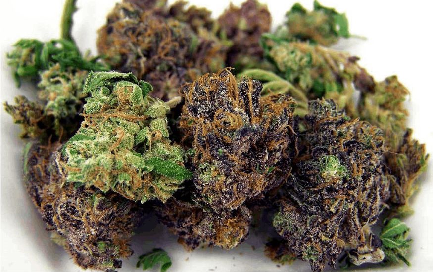 When looking to buy weed online in Thailand or Bangkok, always go for well-cured, dry cannabis buds. Don’t go for excessively moist or sticky buds, as this can complicate the rolling process. 