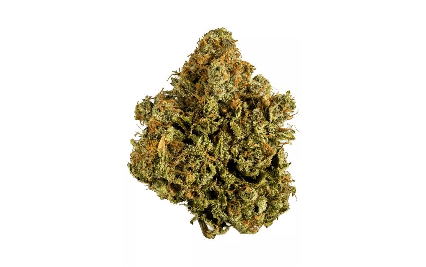 The White Widow weed is aromatic and flavour-rich. Yes, it’s all because of the impressive terpene content.