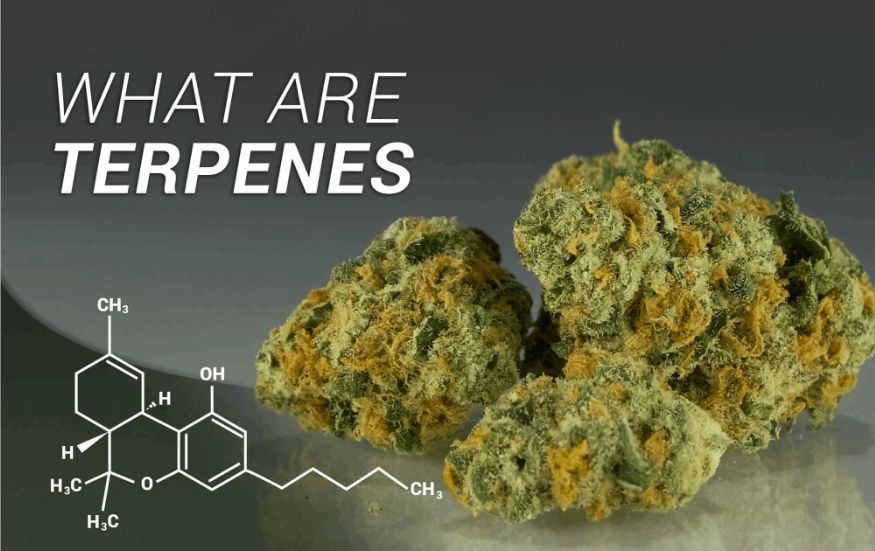Terpenes are produced by female cannabis plants and occur naturally in their trichomes. You’ve likely noticed the sticky, whitish outgrowths that appear on cannabis buds, leaves and stems. 